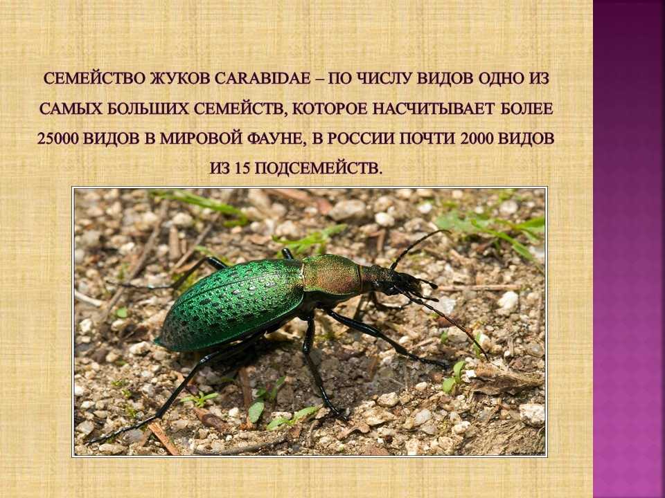 Животный мир кавказа — список, характеристика и фото