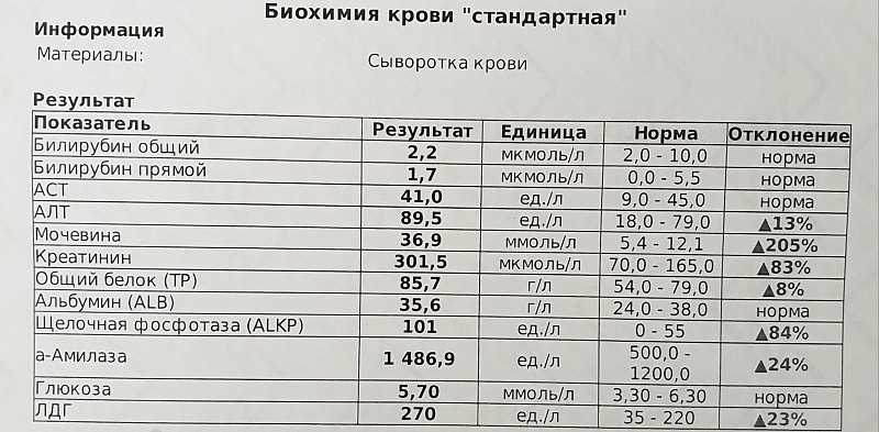 Анализ крови у собак: норма, расшифровка, причины повышения и снижения показателей