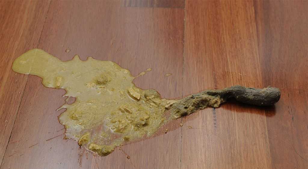 Кошку рвет желтой жидкостью