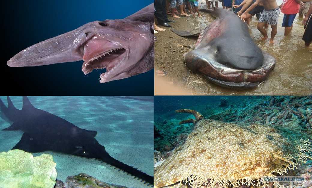 10 самых опасных акул, убивающих людей - hi-news.ru