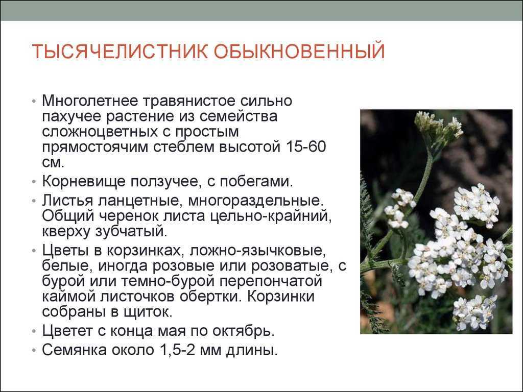 Тысячелистник лечебные свойства и противопоказания: рецепты народной медицины, отзывы