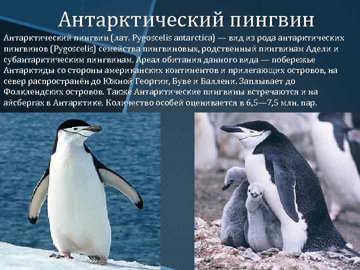 Пингвины: описание, виды, среда обитание, что едят, враги, образ жизни | планета животных