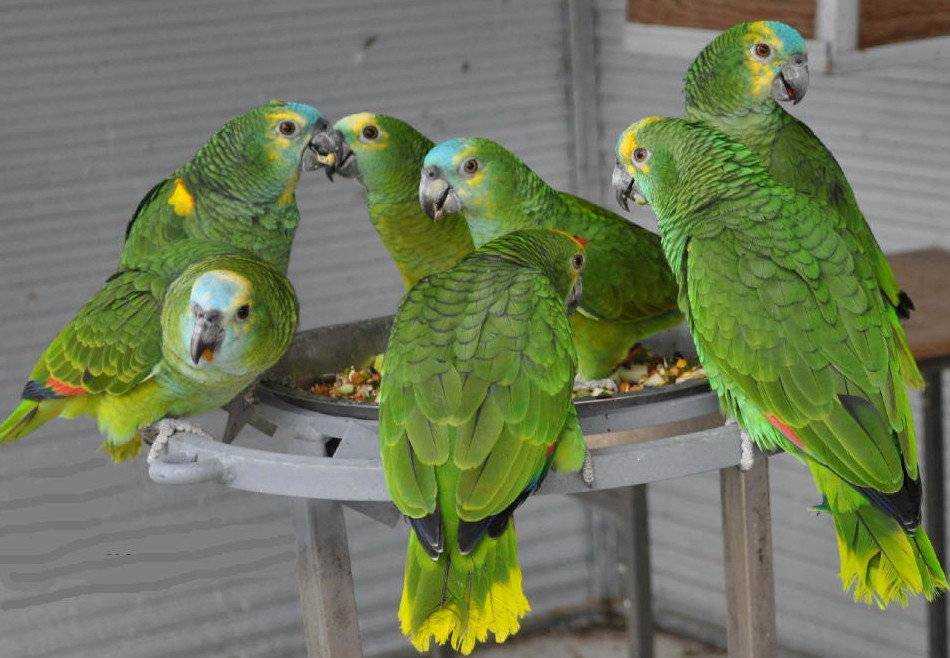 Синелобый амазон (amazona aestiva)