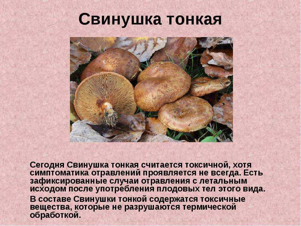 Тонкая свинушка: съедобна или нет, видео, фото отличий от толстой свинушки, места распространения