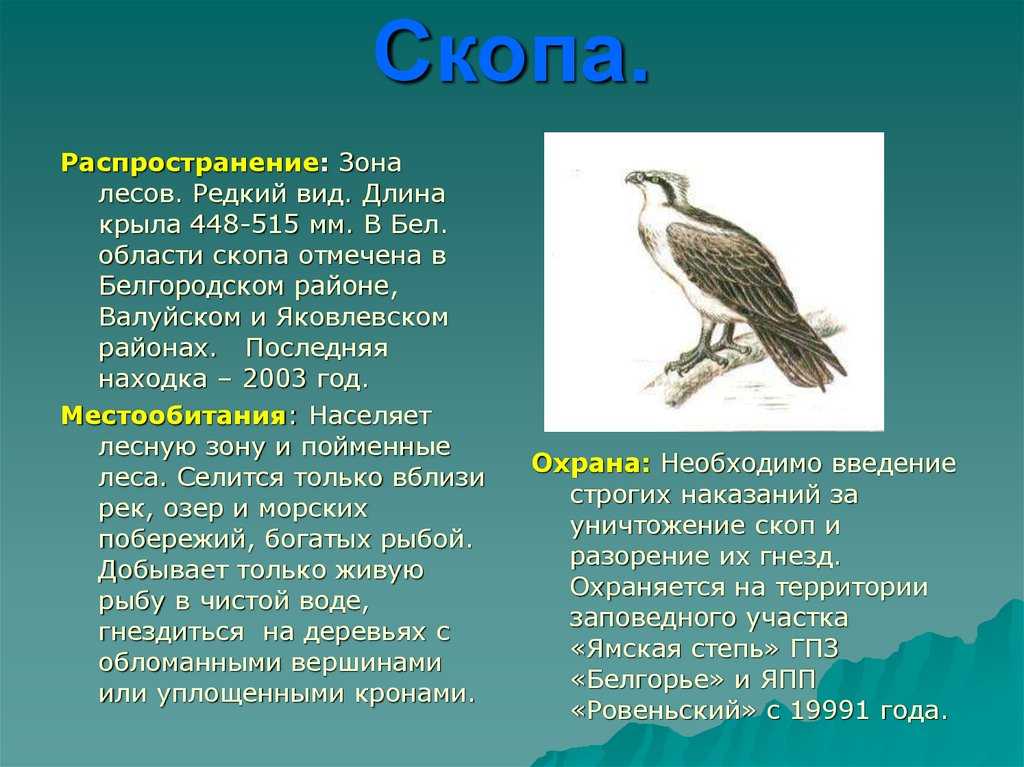 Птицы белгородской области: красная книга хищных и диких животных, названия и фото редких растений
