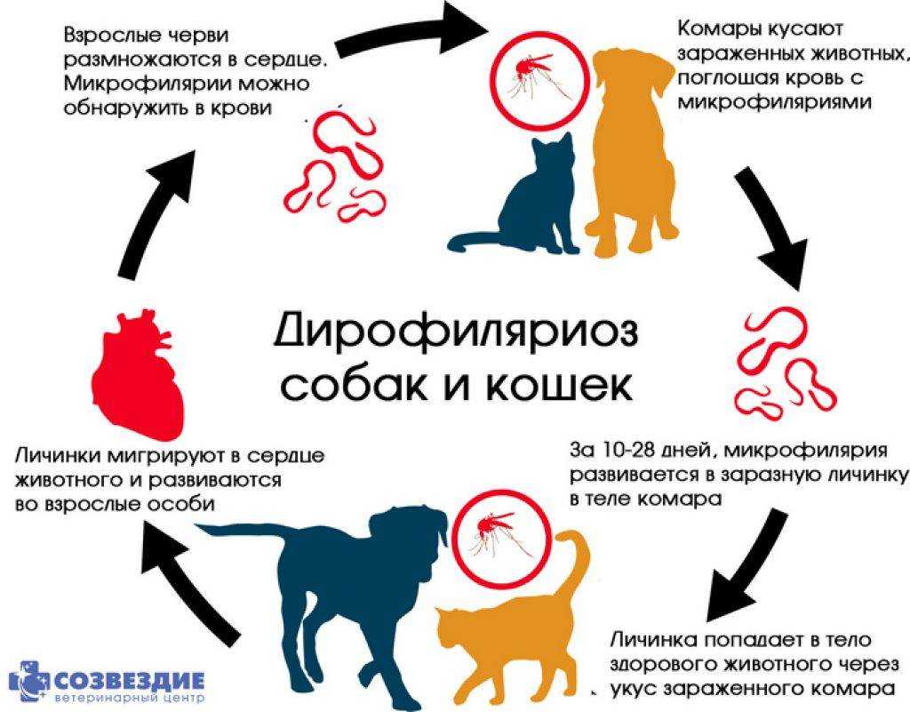 Глисты у собак - симптомы, лечение и профилактика. дегельминтизация собак | нпк "скифф"