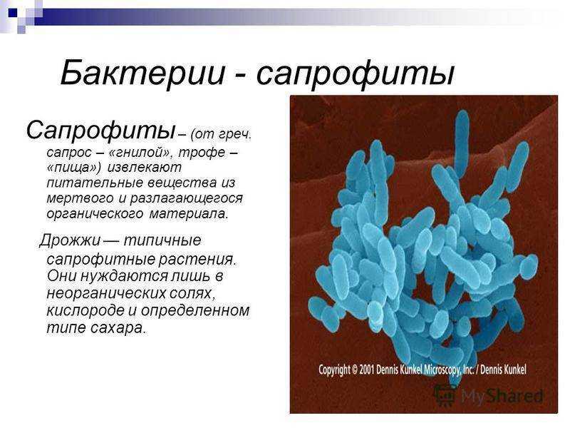 все виды грибов сапрофитов Примеры грибов с сапрофитами с фото, названиями и описанием Грибы сапрофиты относят к редуцентам Презентация и доклад