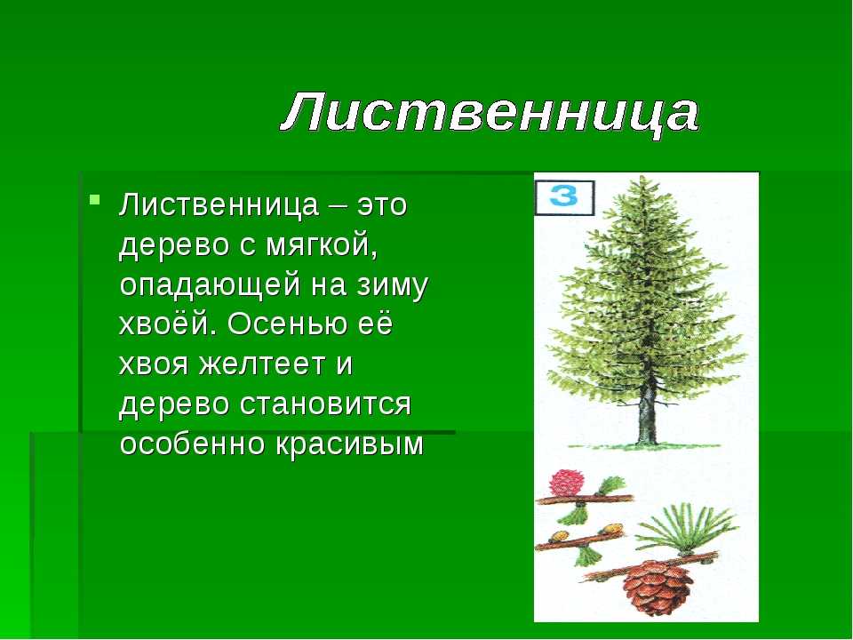 Вечерница