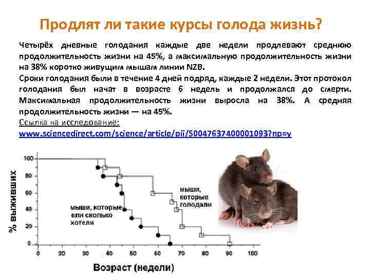 Сибирский хомяк
