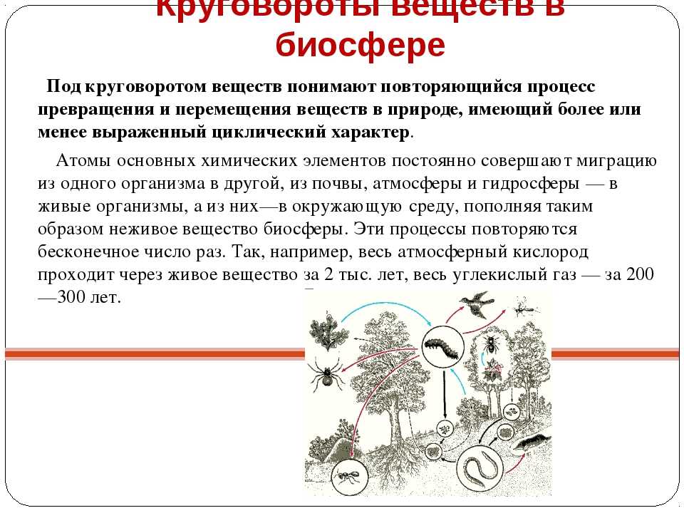 Биосфера. круговорот веществ в биосфере. глобальные изменения в биосфере.