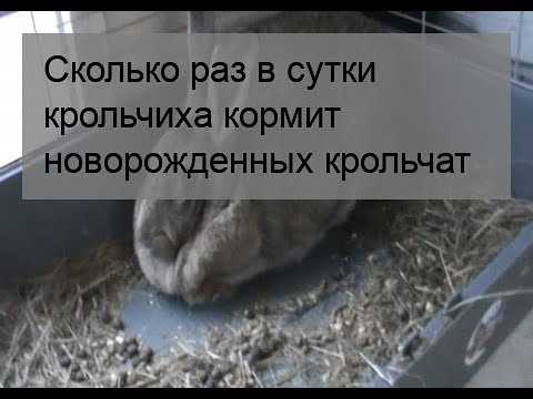 Молоко крольчихи: состав, польза, кормление крольчат