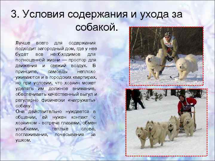 Samoiedskaia sabaka / samoyed - breeders and kennels - eurobreeder.com