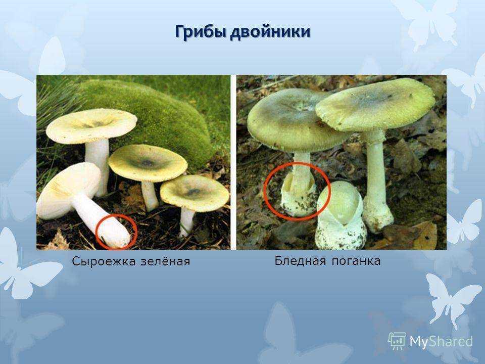 Полезные свойства грибов