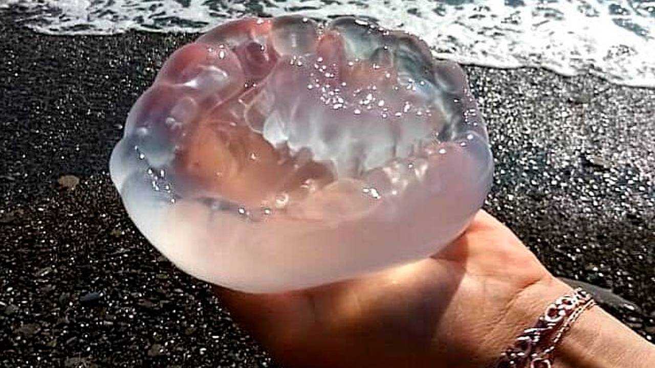 Чем полезны медузы в черном море