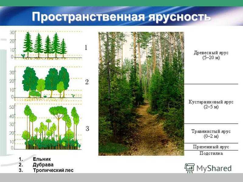 Широколиственные леса