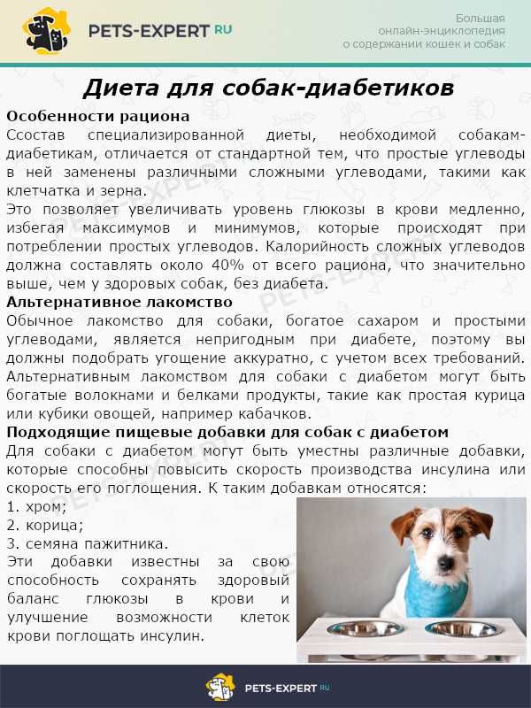 Сахарный диабет у собак: все об уходе за животным-диабетиком. сахарный диабет у собак: первые симптомы, причины развития, лечение в домашних условиях
