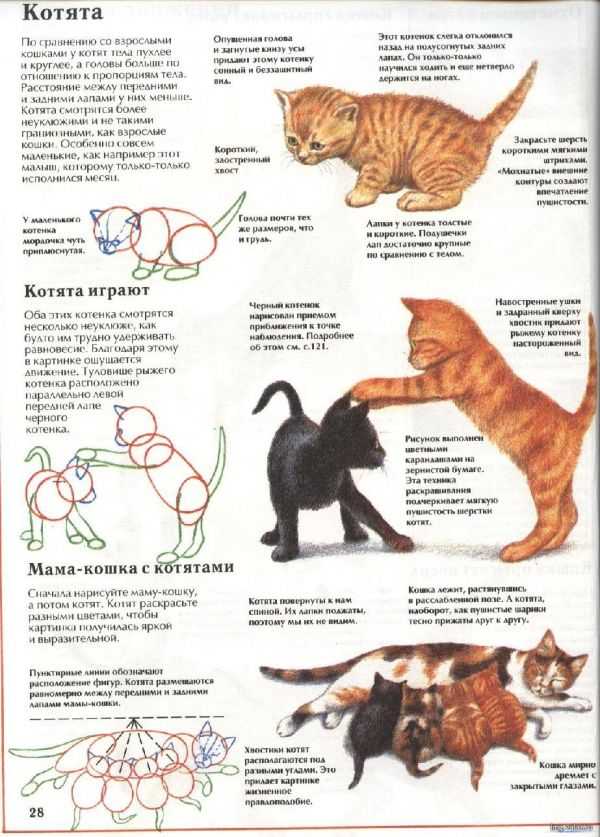 Развитие котят по неделям