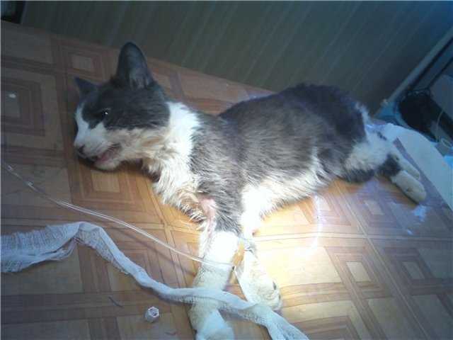 Что делать, если кошка не ест, пьет только воду и спит