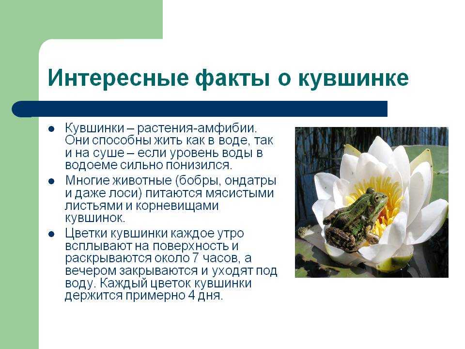 Кувшинка: фото, описание, виды, где растет