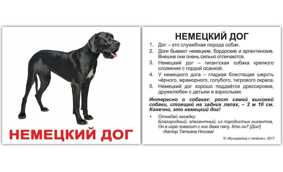 История выведения догов: какие бывают доги, характеристики собак