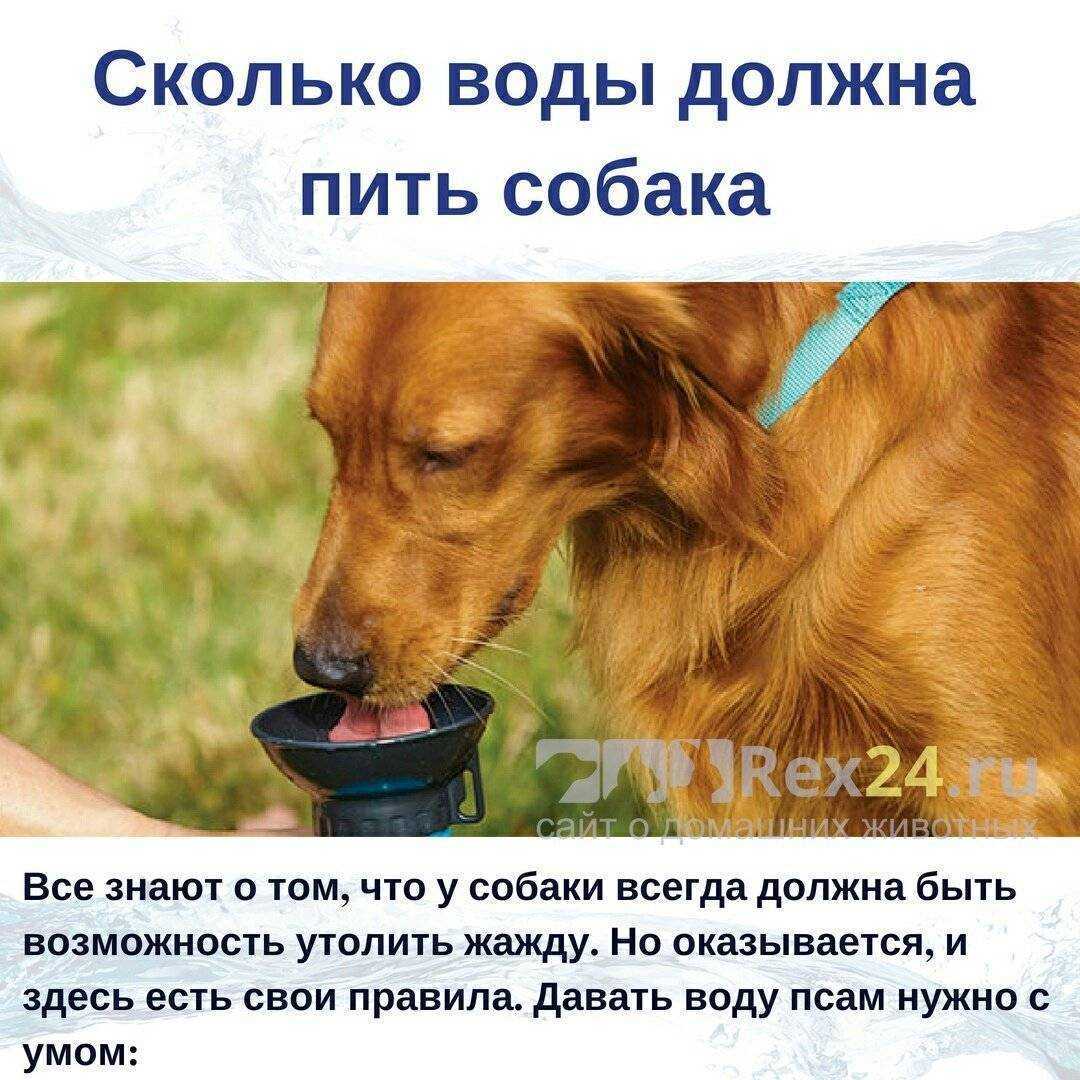Что может означать если собака не пьет воду, но ест при этом Сколько в норме домашний питомец должен потреблять воды Признаки того что животному недостаточно жидкости в организме Как заставить щенка и взрослую собаку пить