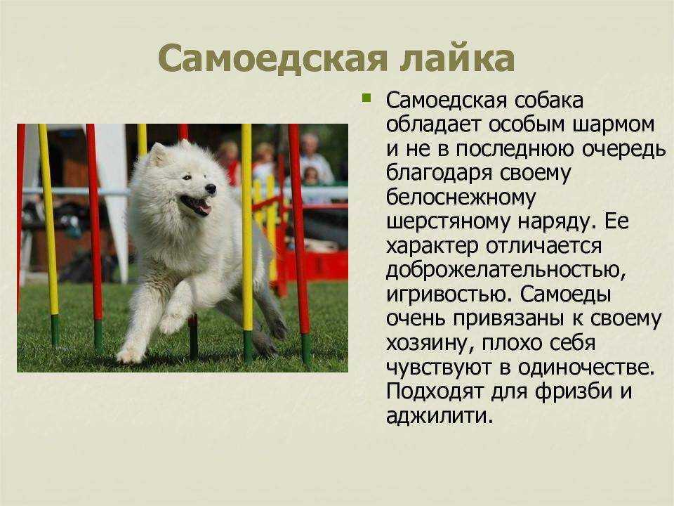 ᐉ щенки самоедской лайки: как за ними ухаживать - ➡ motildazoo.ru