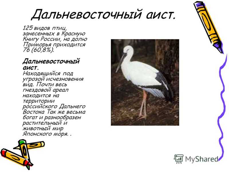 Красная книга приморского края: животные под угрозой исчезновения