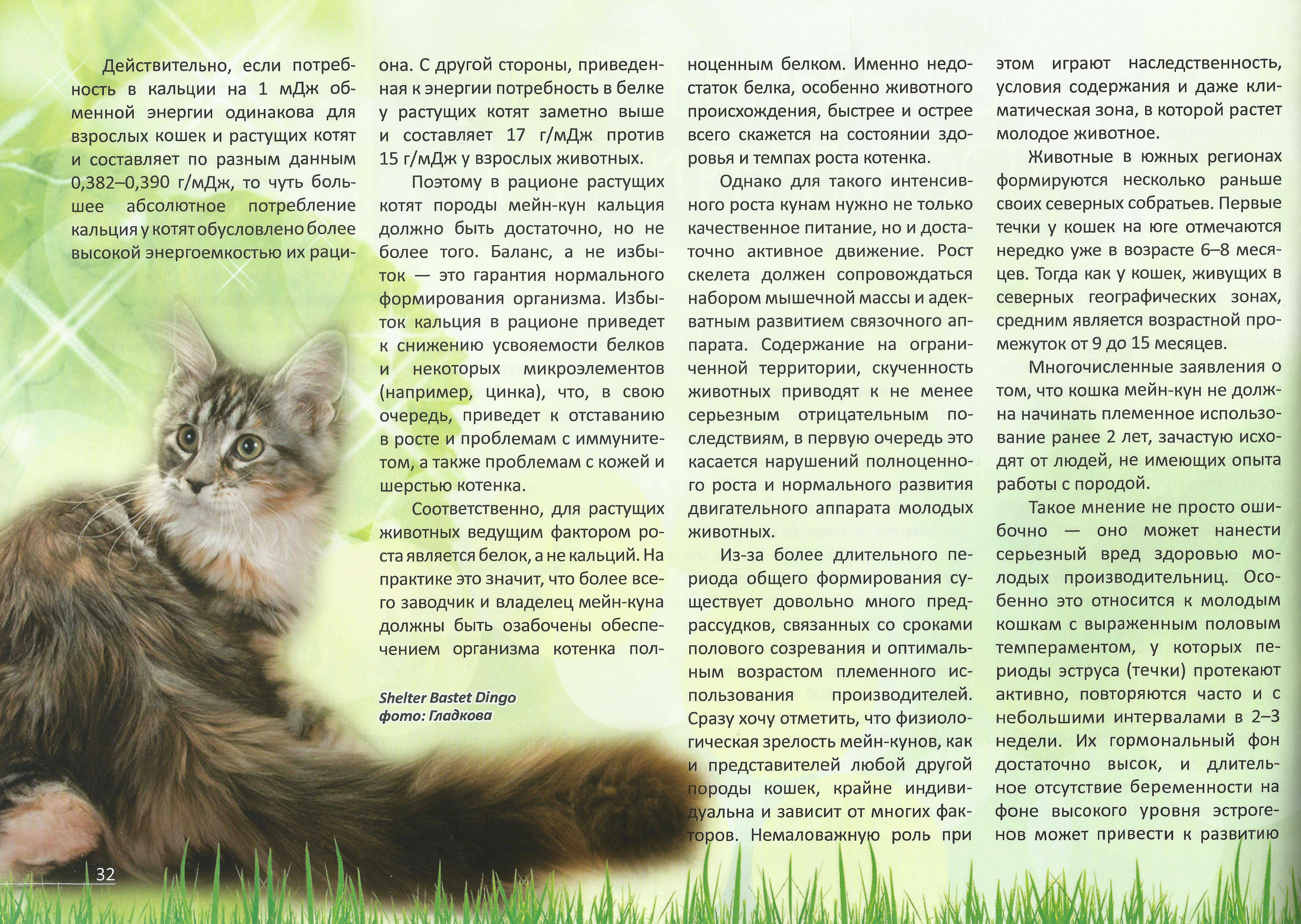 Чем кормить котенка мейн кун с рождения до года, что нельзя