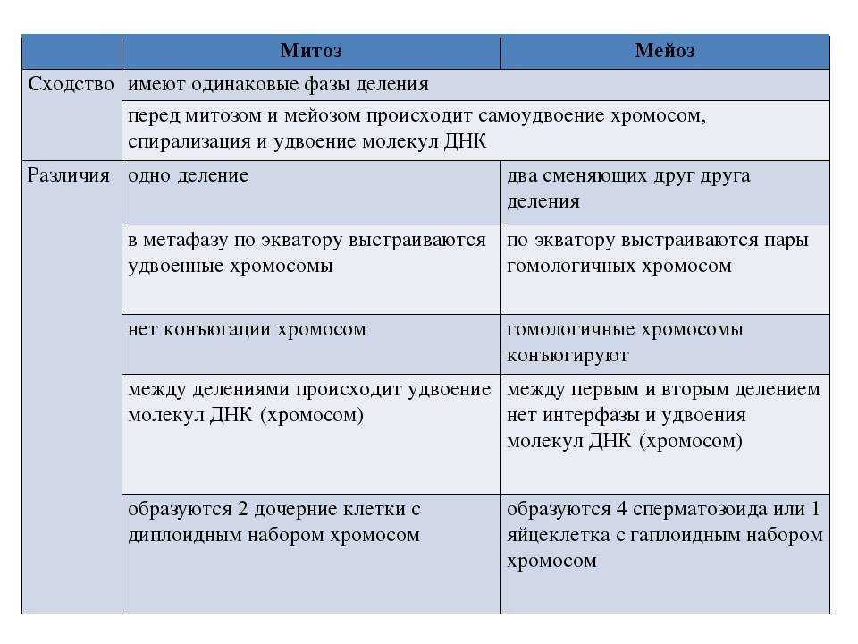 Митоз в егэ по биологии: теория и задания