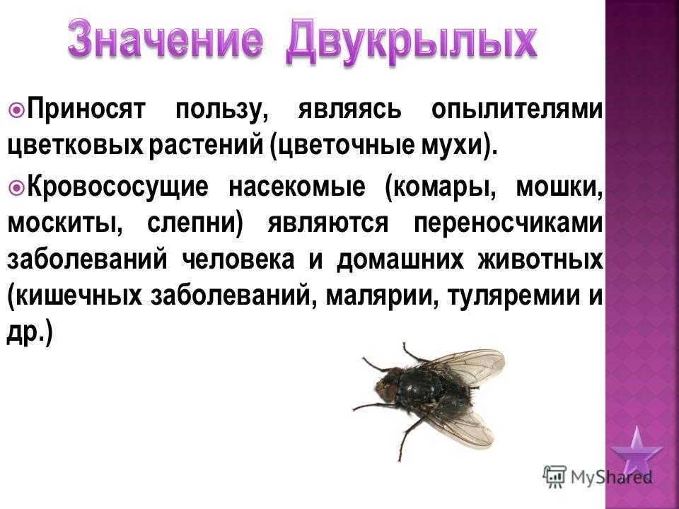 Двукрылые насекомые.