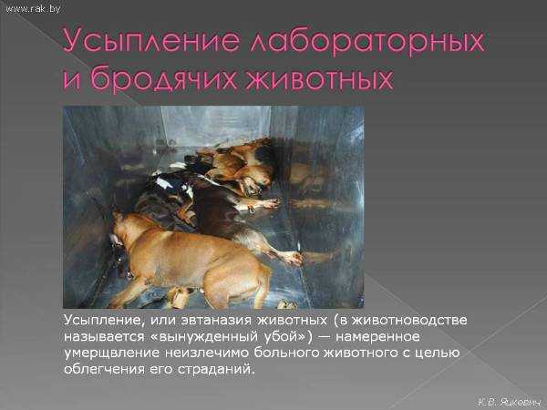 Как определить, что кошку пора усыплять