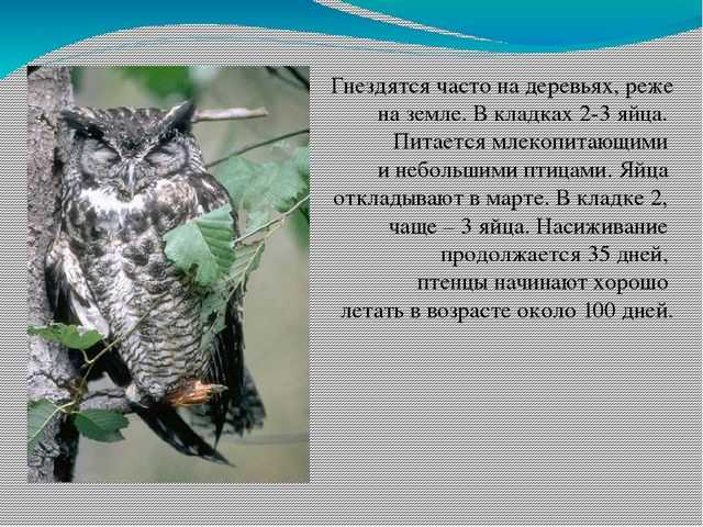 Презентация, доклад на тему птицы, занесенные в красную книгу забайкалья