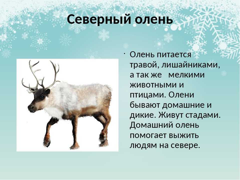 Интересные факты о северном олене: разновидности, места обитания | интересный сайт