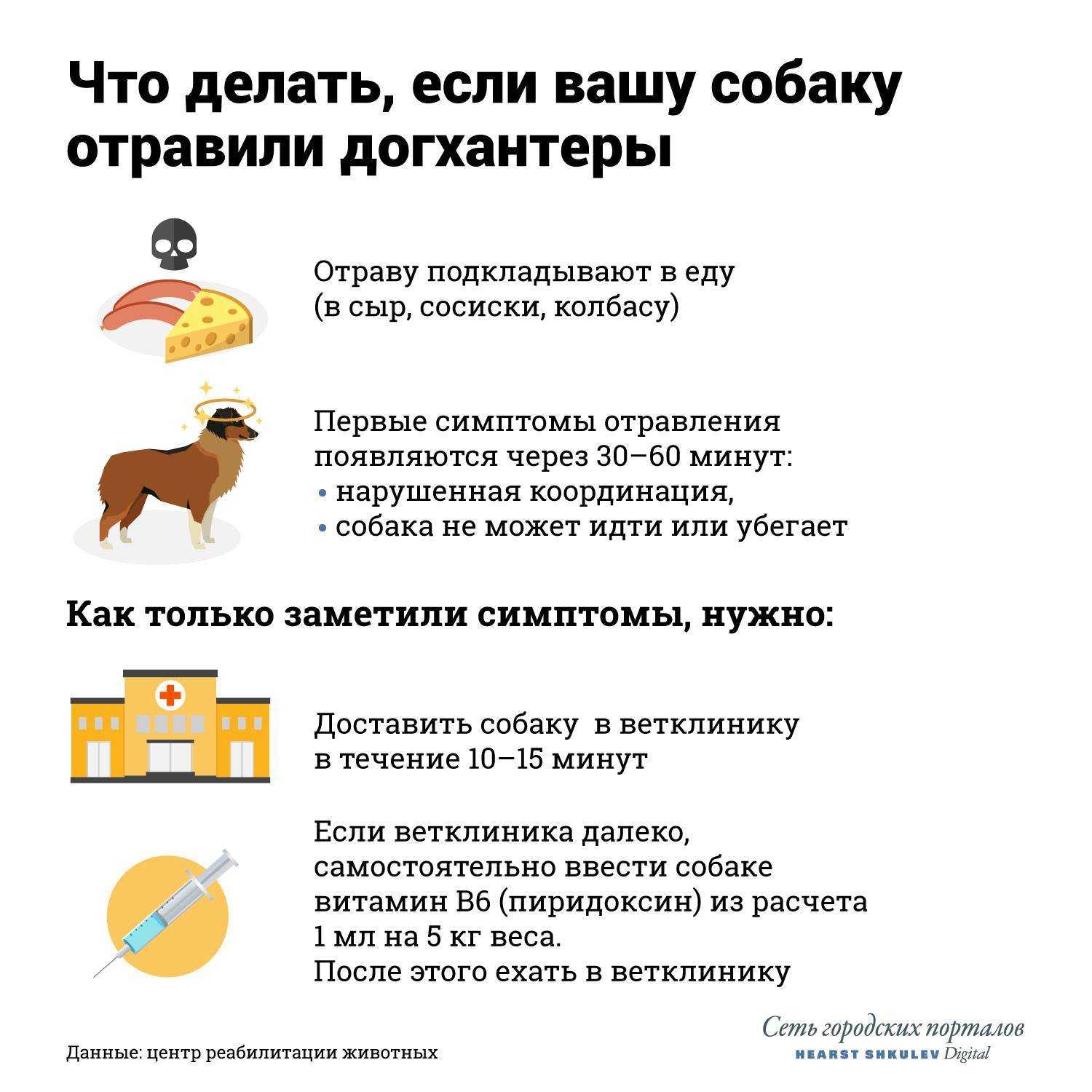 Отравление крысиным ядом у собак — симптомы и лечение, советы врачей