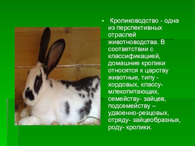 Кролики: описание и особенности жизни, интересные факты