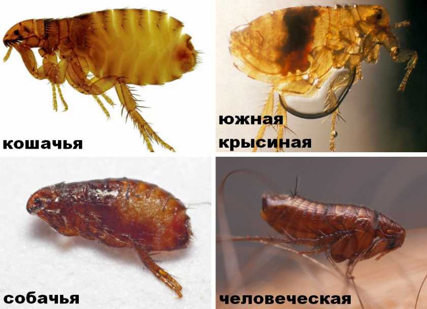 Как выглядят блохи: виды, описание, места обитания, жизненный цикл, фото