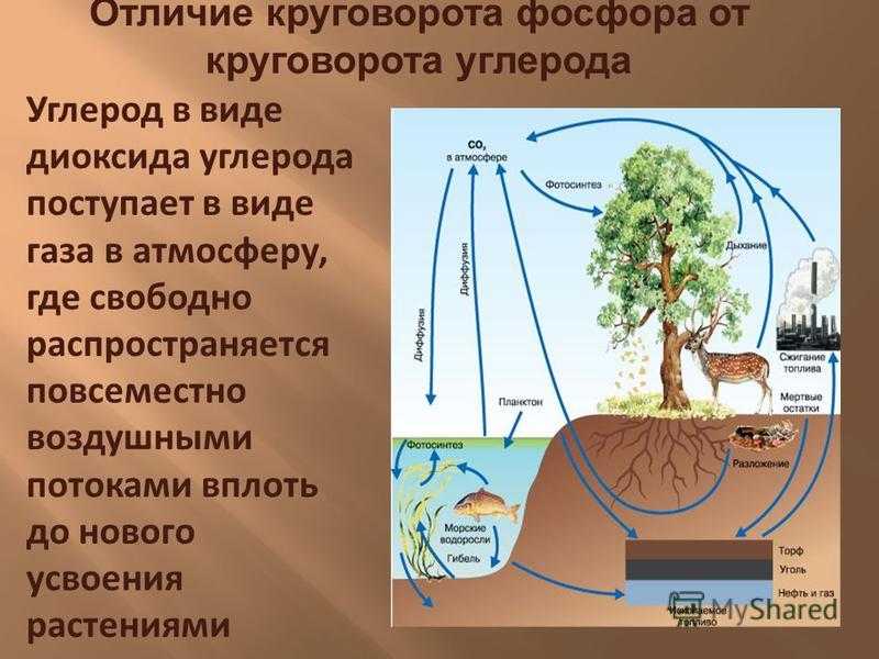 Круговорот ⭐️ фосфора в природе: схема, описание, значение круговорота