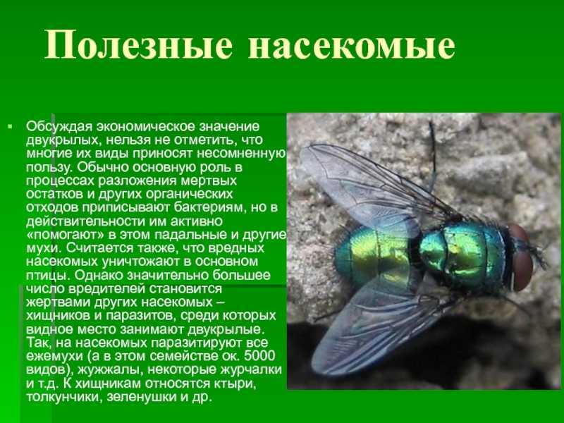 Двукрылые. отряд двукрылые: общая характеристика, представители, размножение двукрылые интересные факты о них