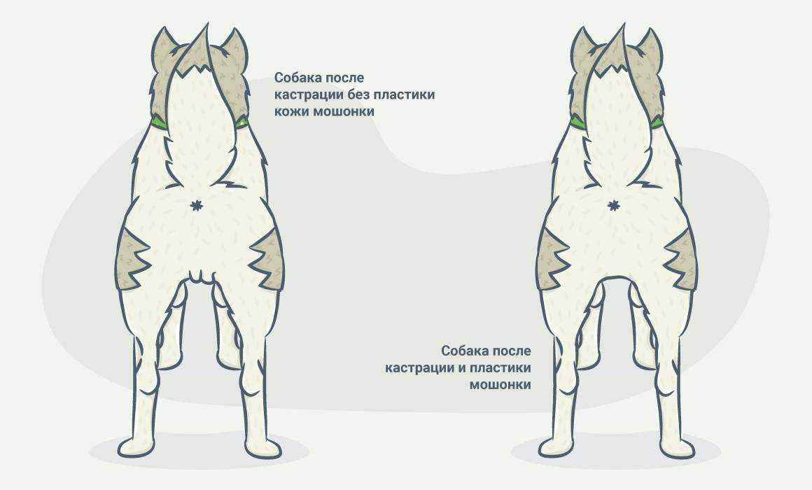 Почему кот метит территорию и как его быстро отучить от этого